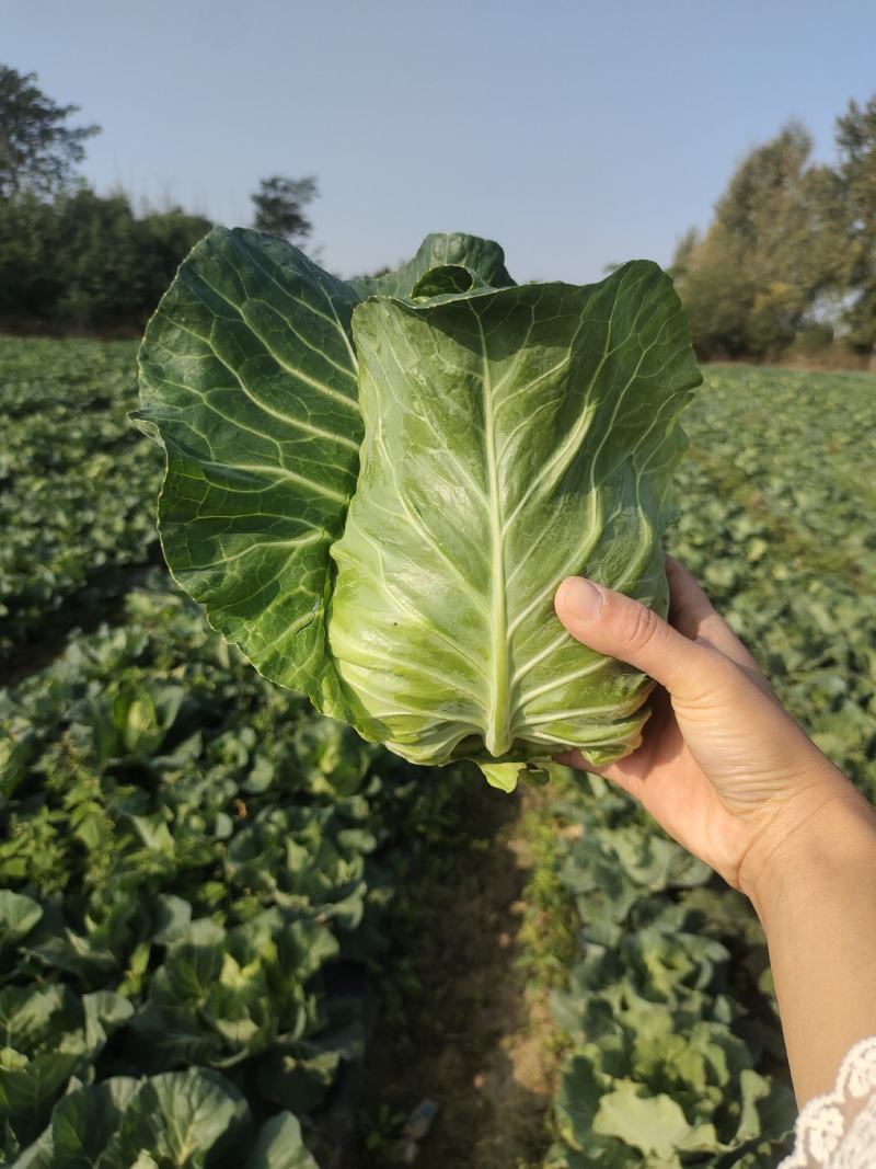 牛心白菜鸡心白菜甘蓝包菜牛心白菜千亩基地量大从优