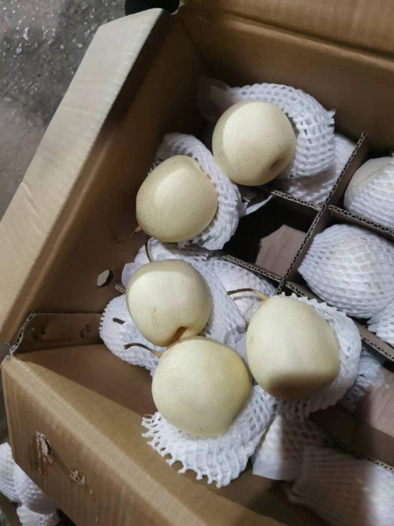 《热卖中》河北鸭梨皮薄汁多口感嘎嘎甜，产地直发常年有货
