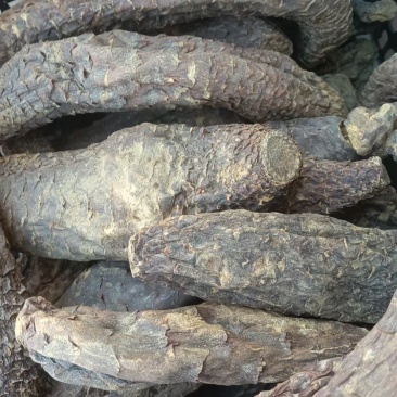新货新疆肉苁蓉，无加工大量批发泡酒泡茶煲汤