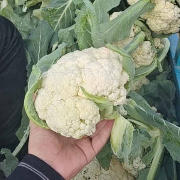 中牟陆地有机菜花，松花陆地小米粒。大棚菜花