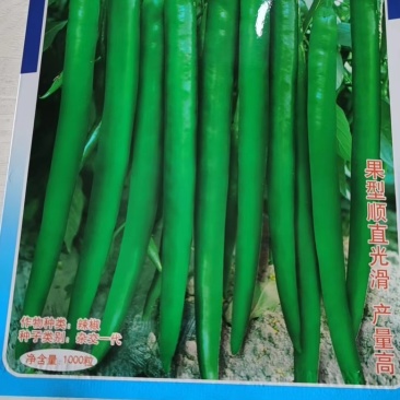 香辣长线椒种子，光滑顺直，挂果集中且高产，保质保量