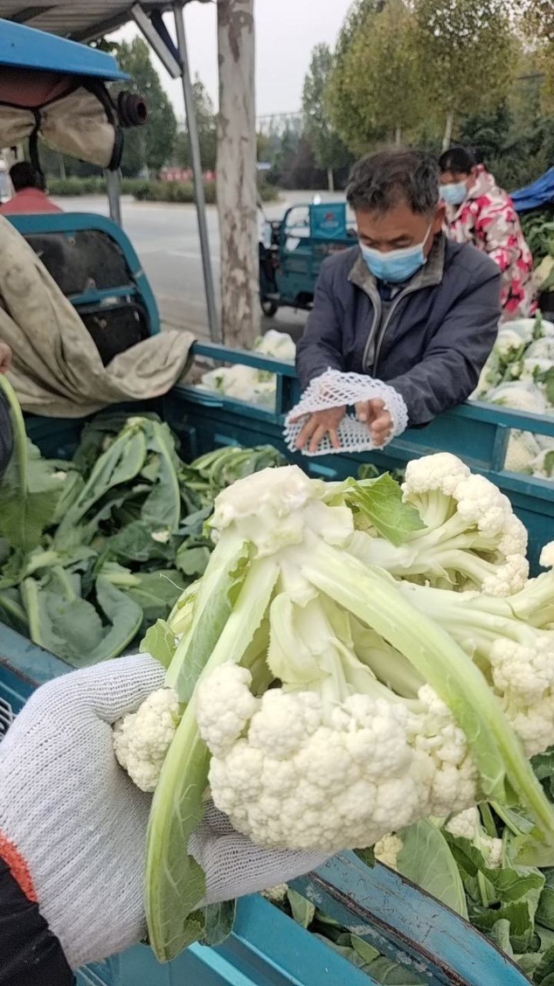 中牟陆地有机菜花，松花陆地小米粒。大棚菜花