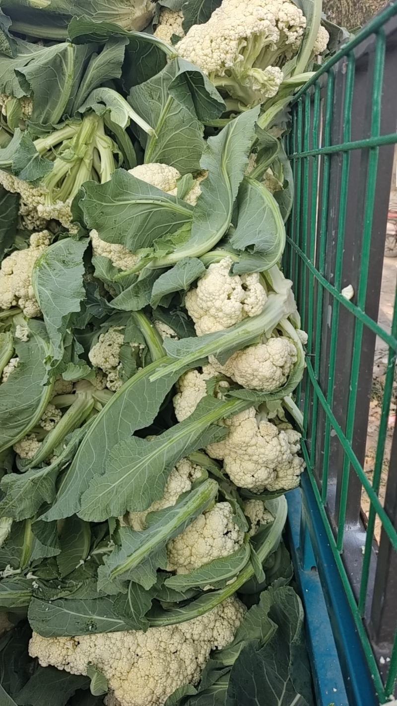 中牟陆地有机菜花，松花陆地小米粒。大棚菜花