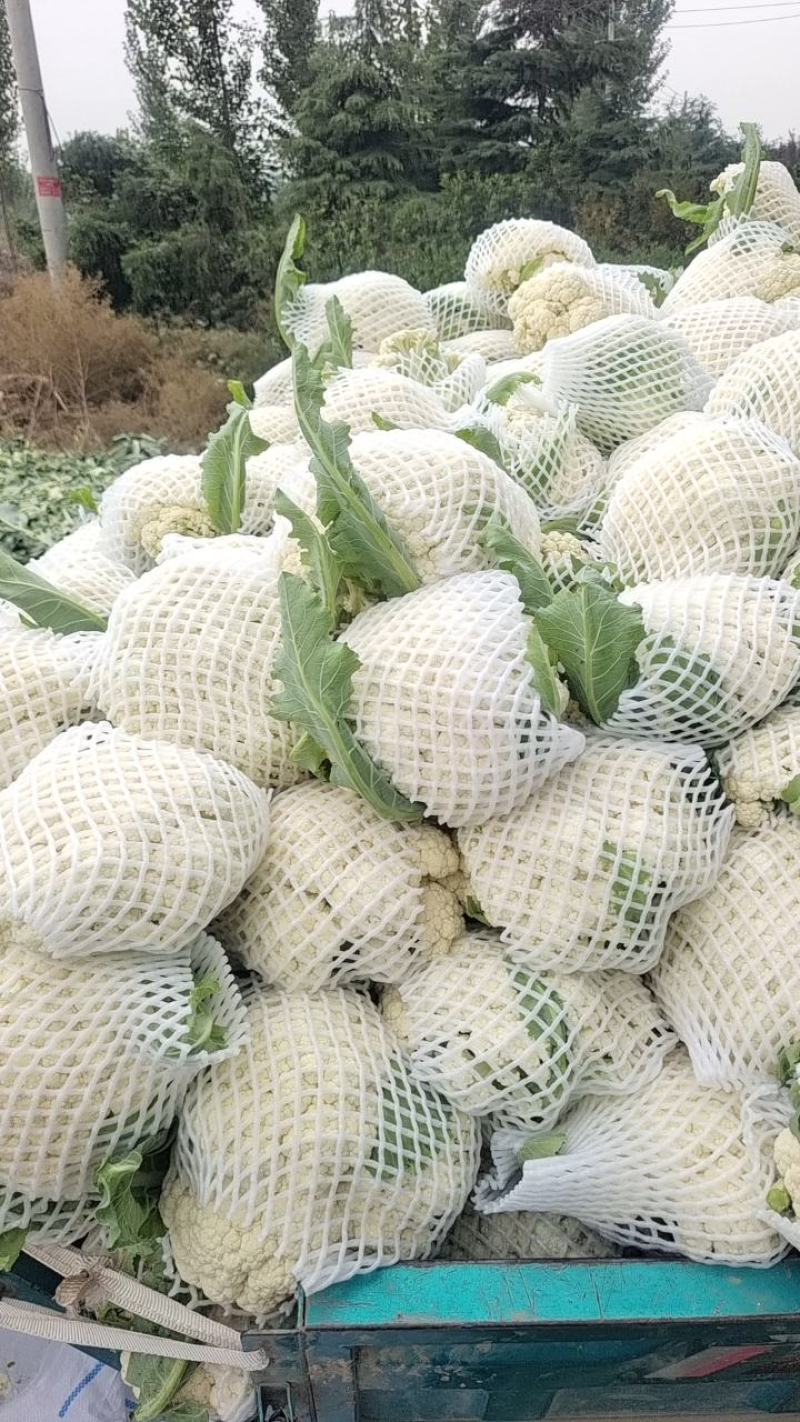 中牟陆地有机菜花，松花陆地小米粒。大棚菜花