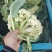 中牟陆地有机菜花，松花陆地小米粒。大棚菜花