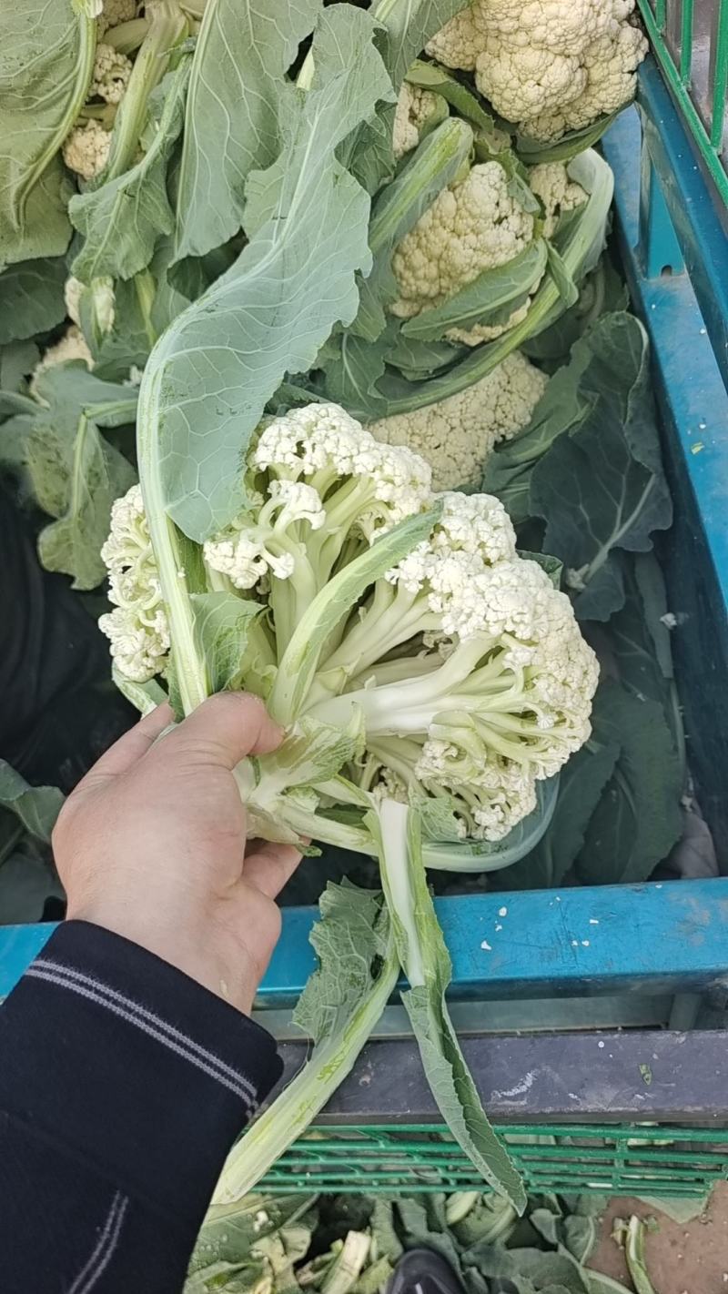 中牟陆地有机菜花，松花陆地小米粒。大棚菜花