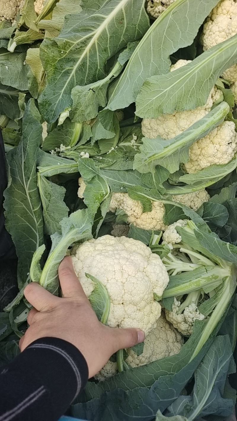 中牟陆地有机菜花，松花陆地小米粒。大棚菜花