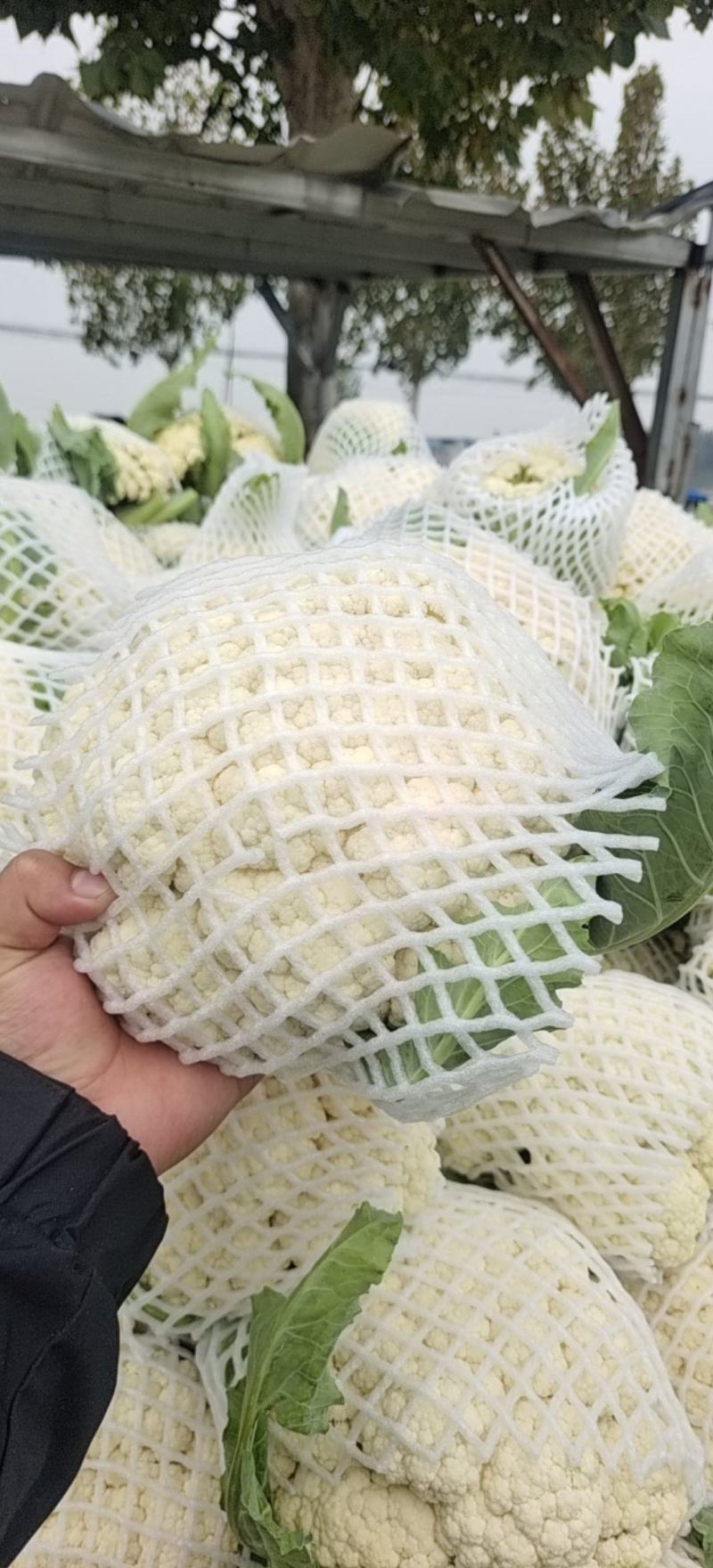 中牟陆地有机菜花，松花陆地小米粒。大棚菜花