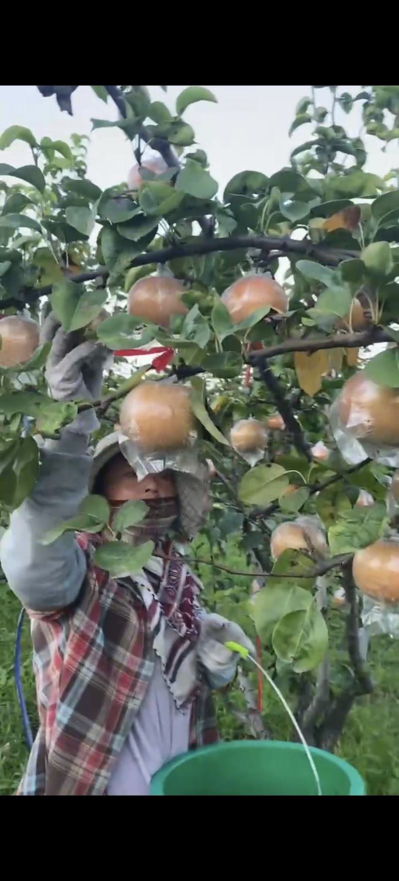 玉露香梨树秋月