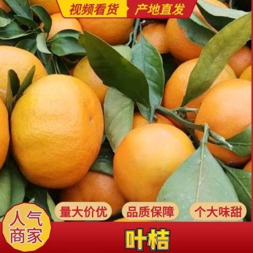 小叶桔，陕西小叶桔，汉中小叶桔，规格齐全果面干净