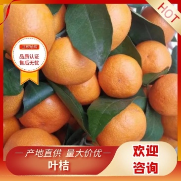 叶桔优质柑桔汉中城固县早熟蜜橘,一手货源,可视频看货