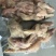 牛蹄子牛脚整只无骨7成熟牛蹄软糯现货供应下单秒发
