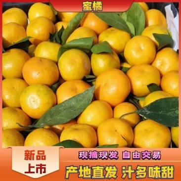 【精品蜜橘】汉中城固蜜桔产地甜橘子货源充足早熟桔子