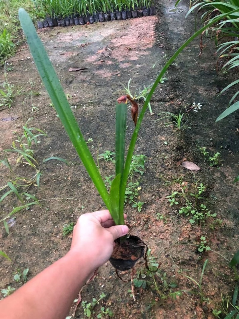 蜘蛛兰