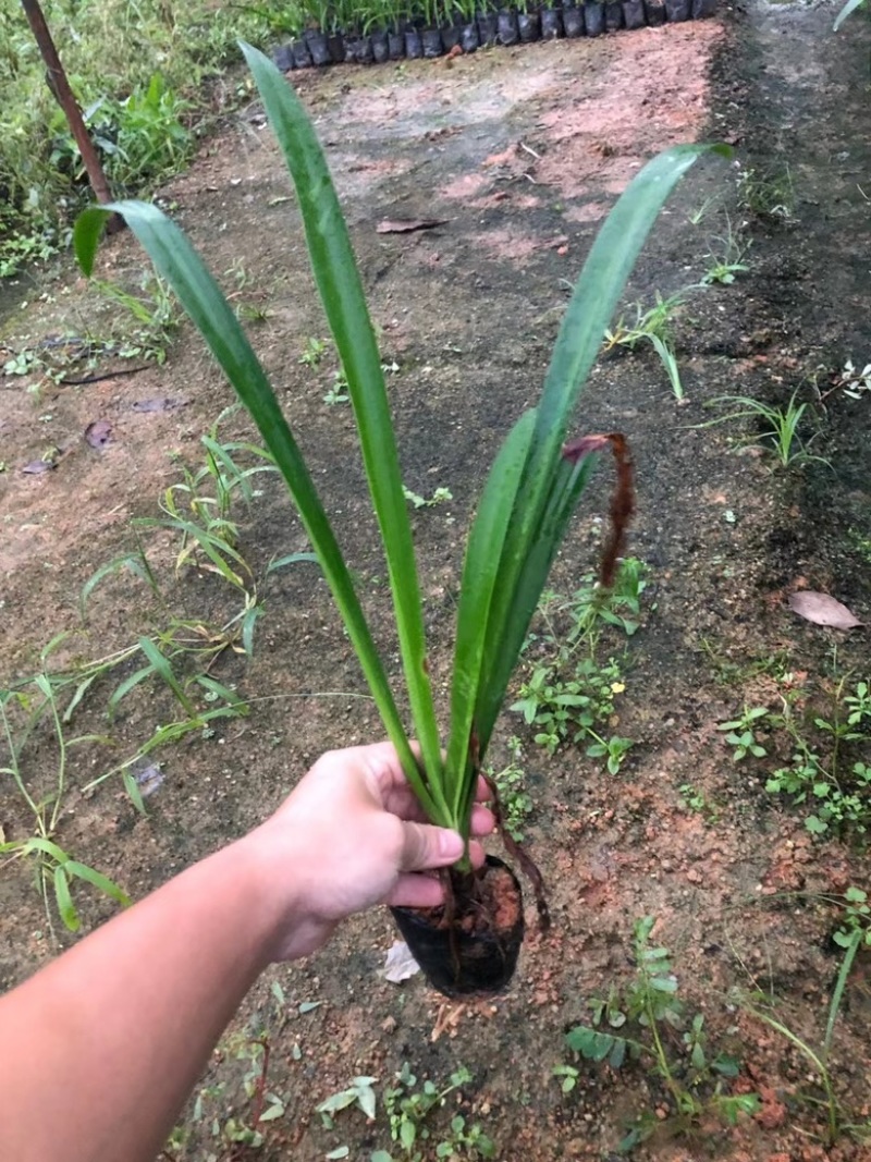 蜘蛛兰