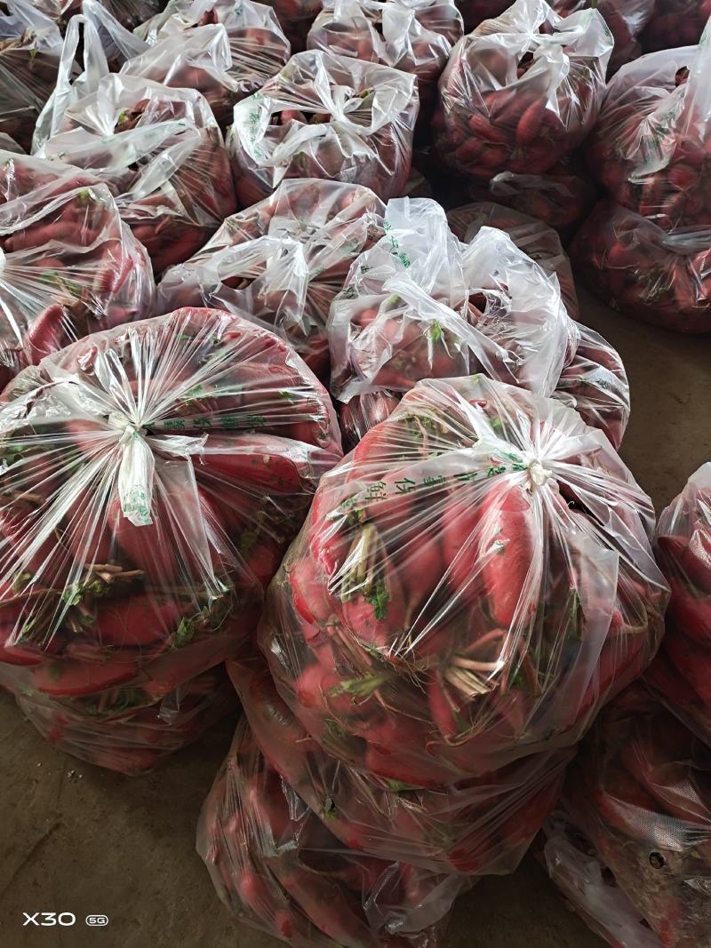 红皮萝卜，脆甜多汁，无糠心！