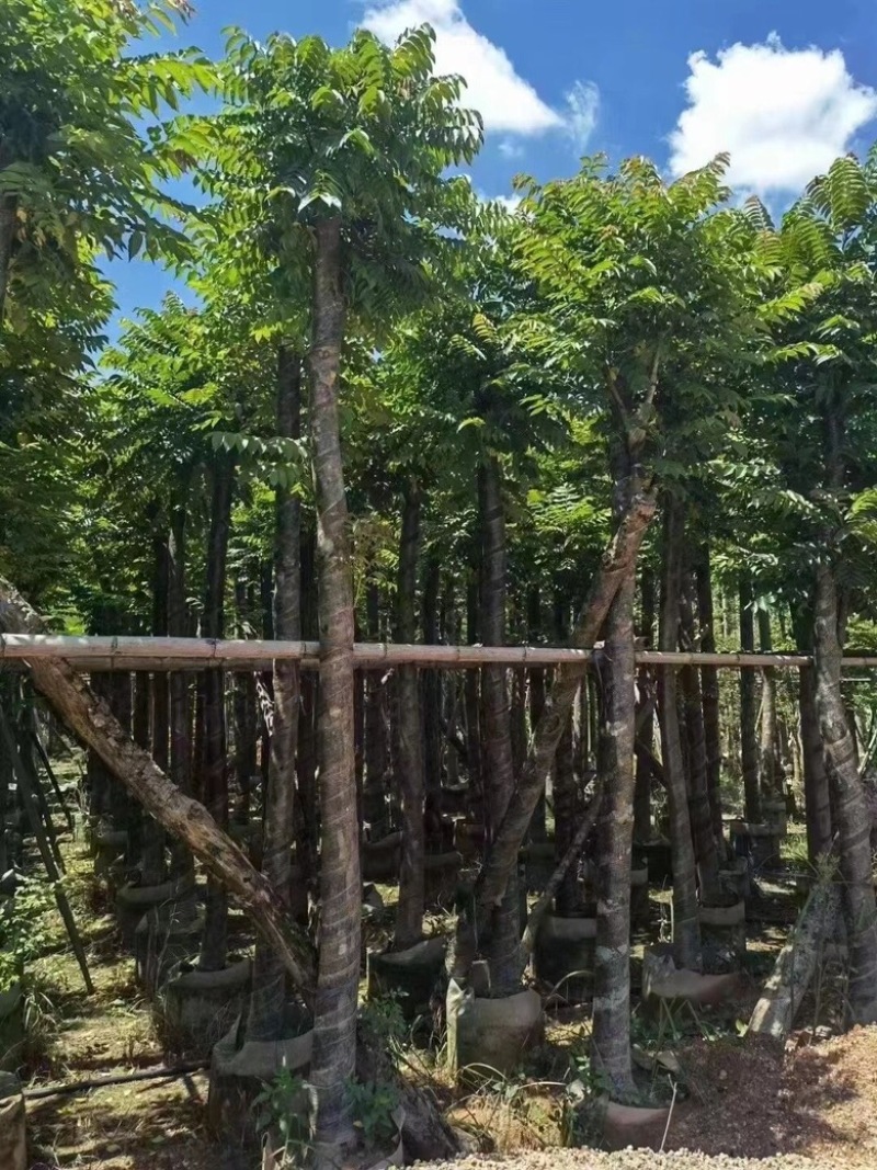 麻楝