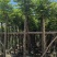 麻楝