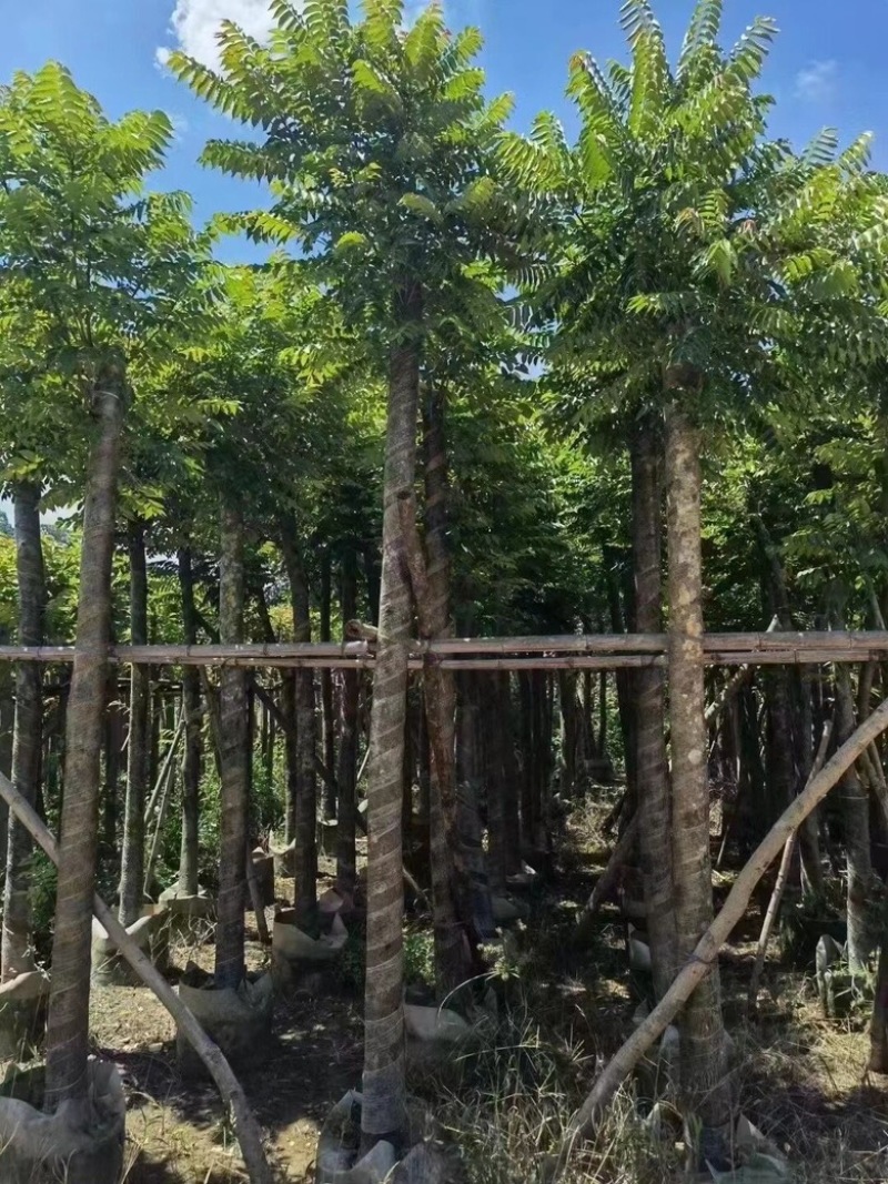 麻楝
