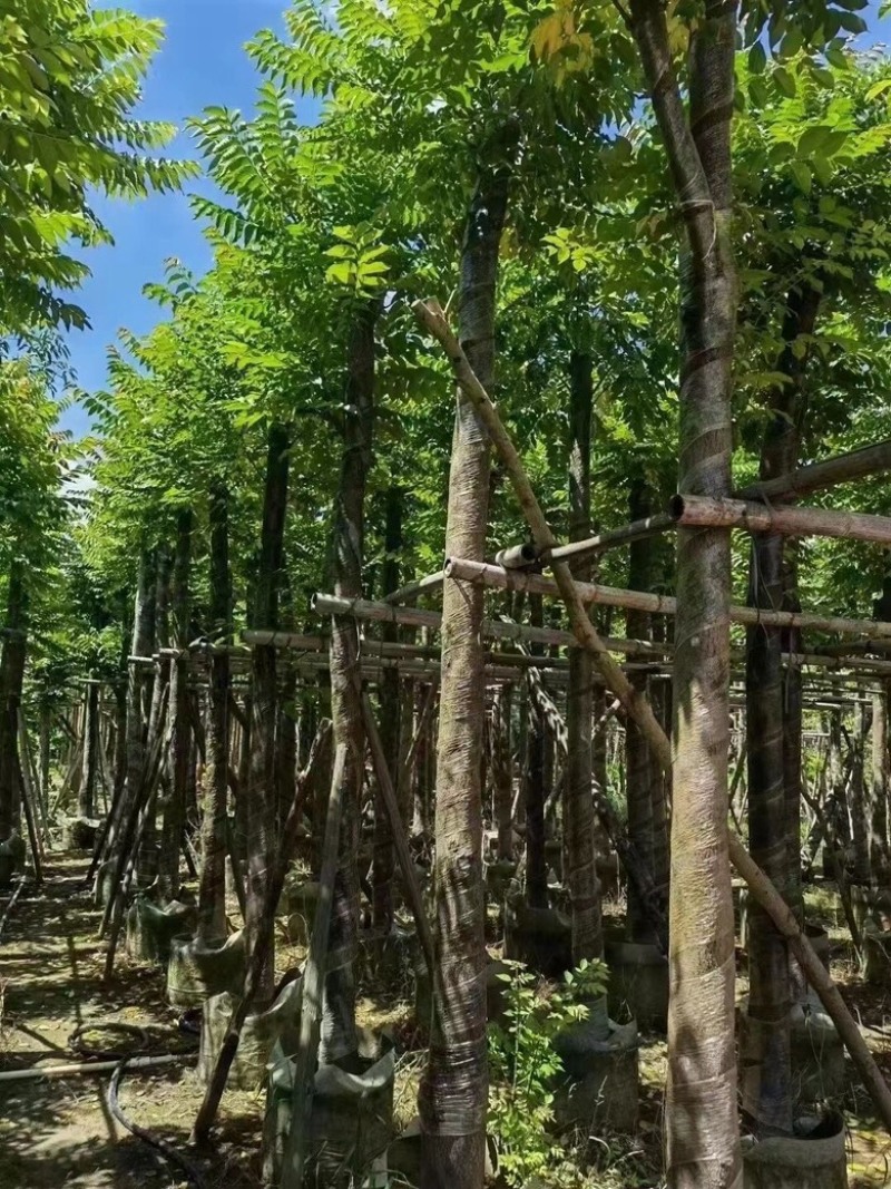 麻楝