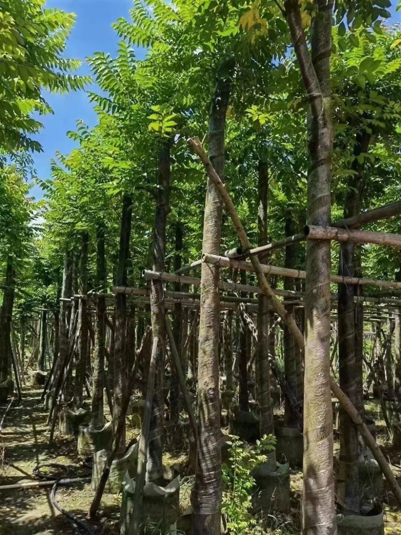 麻楝