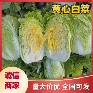 山东滕州黄心白菜大白菜大量供应产地直发货源充足