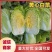 山东滕州黄心白菜大白菜大量供应产地直发货源充足