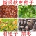 君迁子软枣种子黑枣批发柿子种子新货