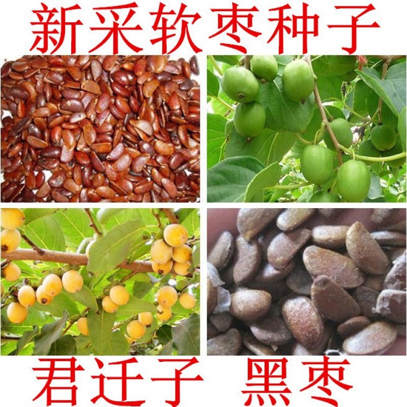 君迁子软枣种子黑枣批发柿子种子新货