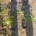 爬山虎
