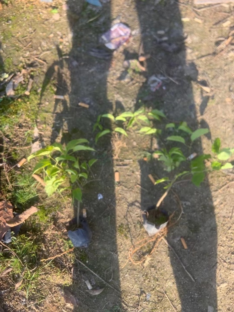 爬山虎