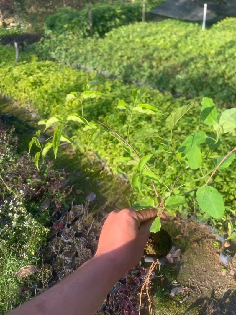 爬山虎
