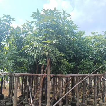 芒果树