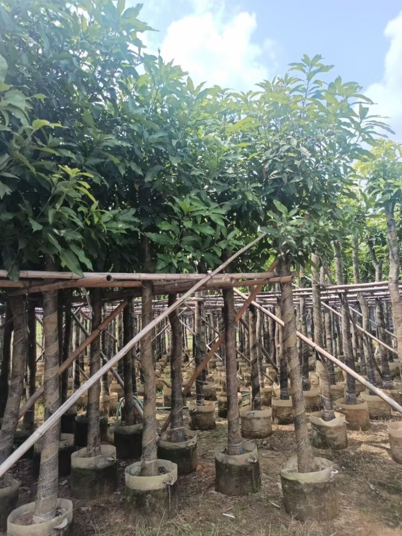 芒果树