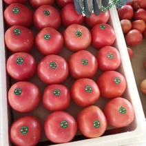 精品西红柿，产地直发，大量供应，全国发货，欢迎采购