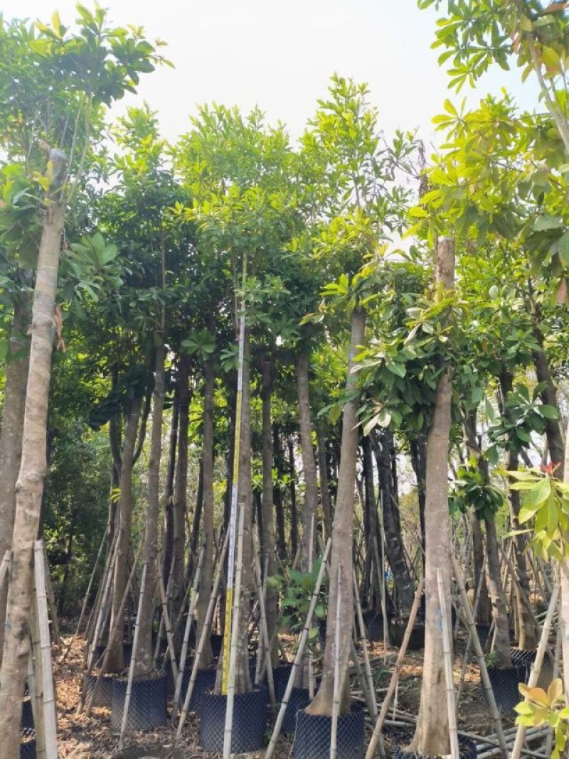 尖叶杜英