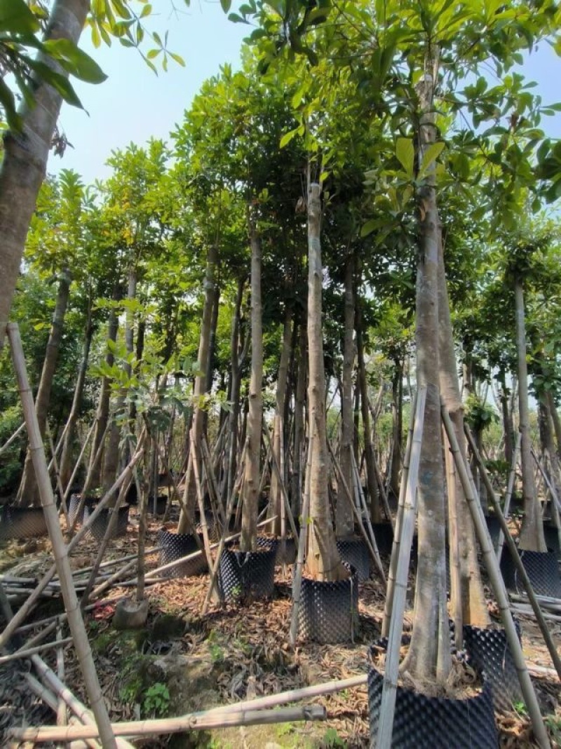 尖叶杜英