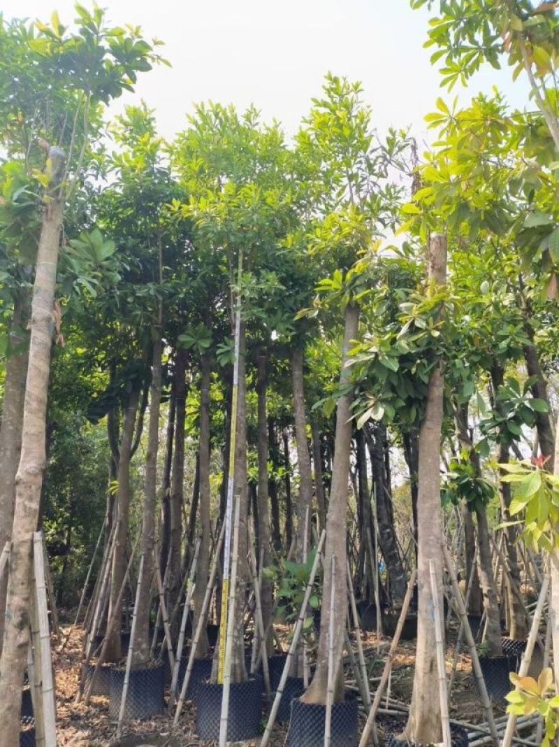 尖叶杜英