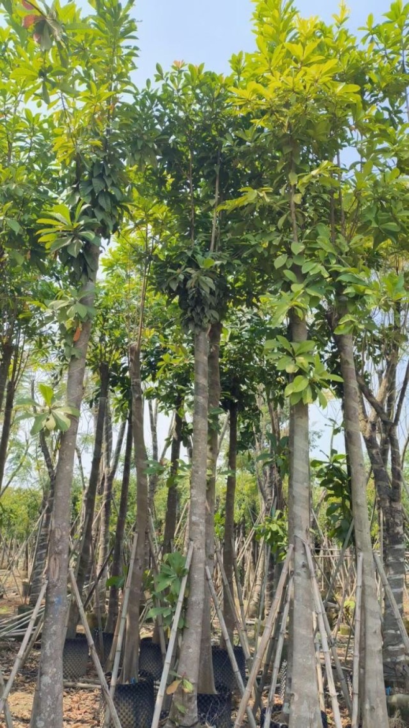 尖叶杜英