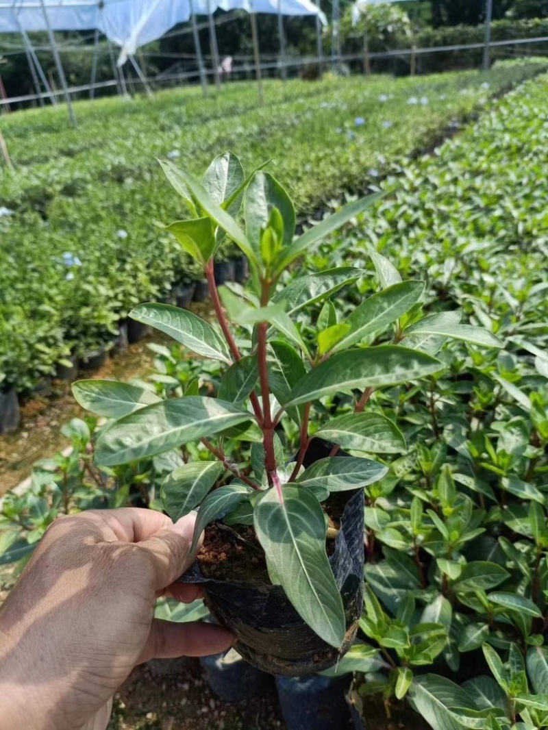 长春花