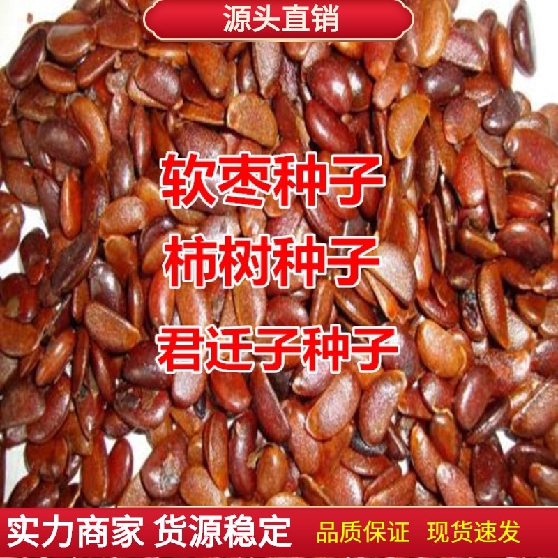 君迁子种子黑枣圆枣子种子批发零售新货出芽率高