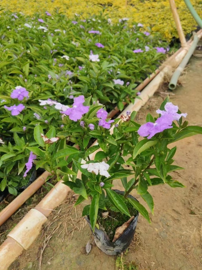双色茉莉