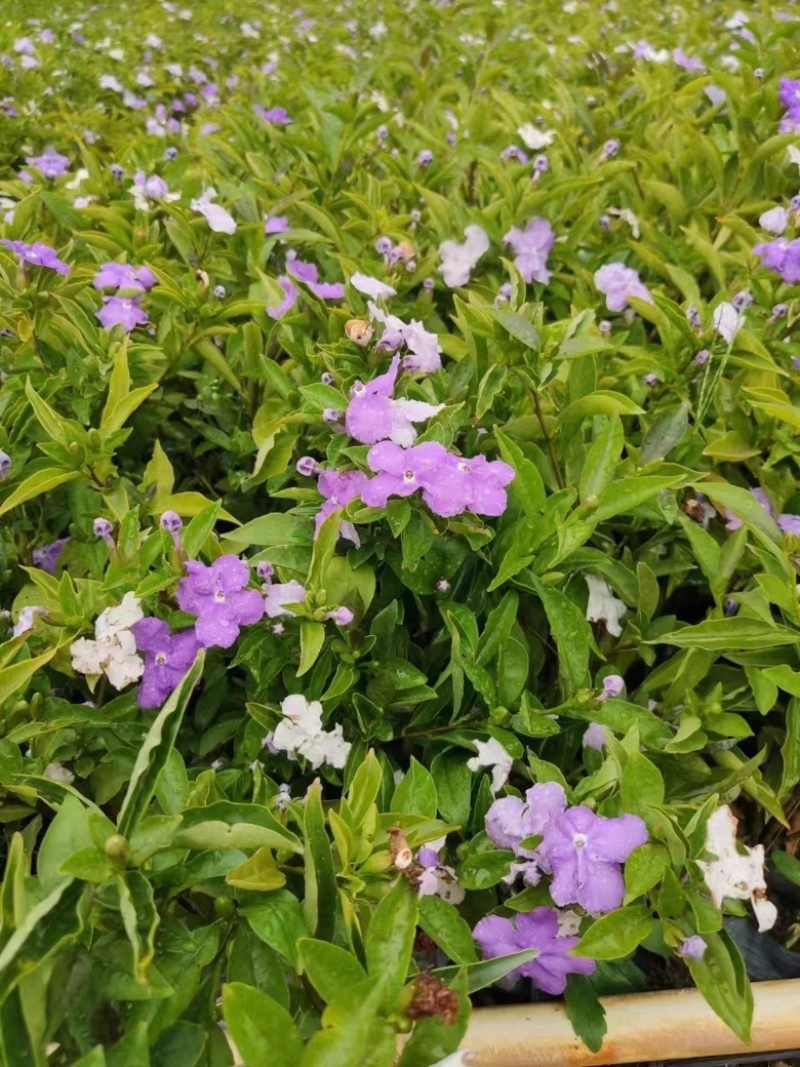 双色茉莉