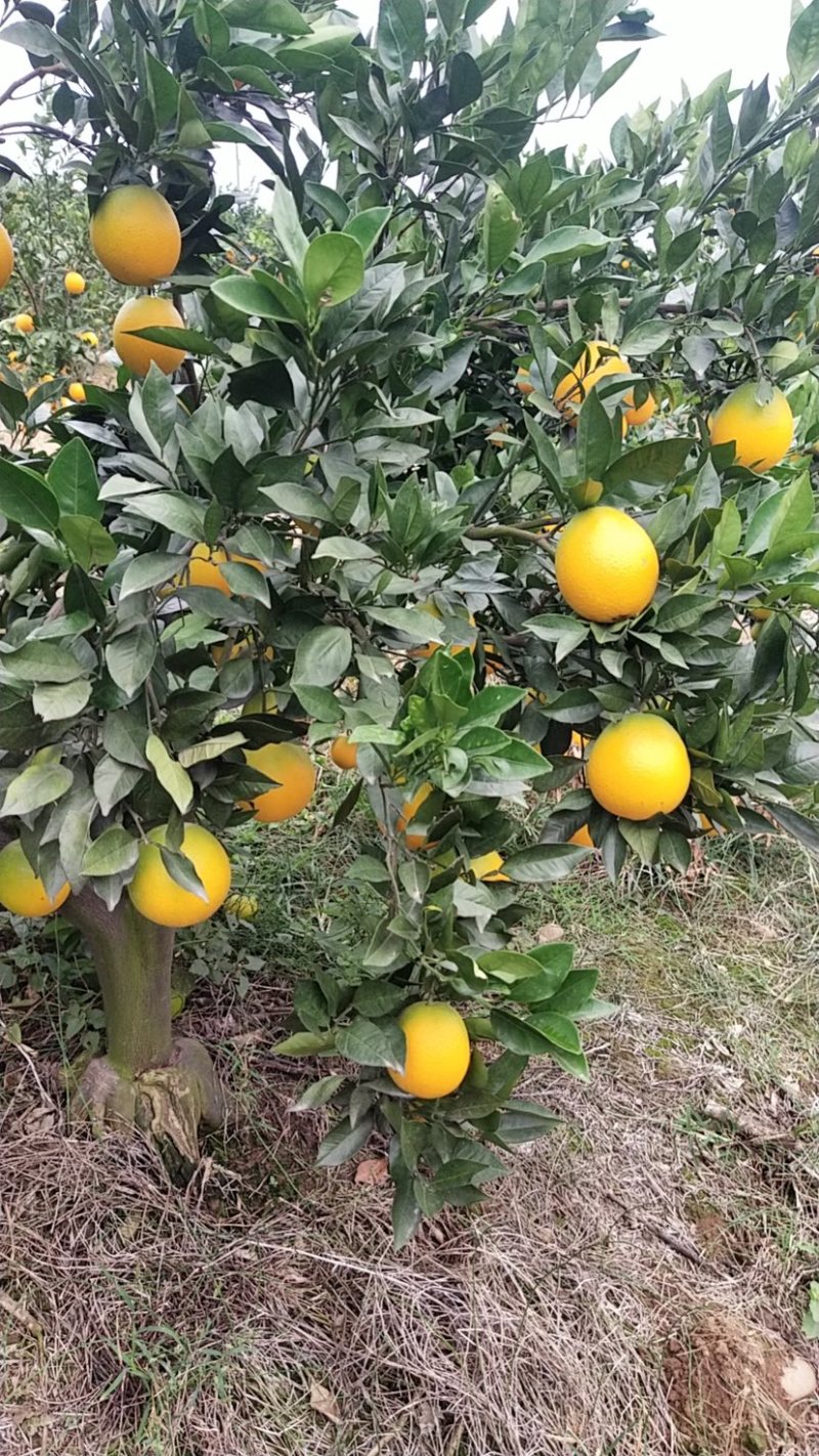 湖北纽荷尔6065以上市场货，大量上市，需要的请联系。