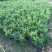 九里香