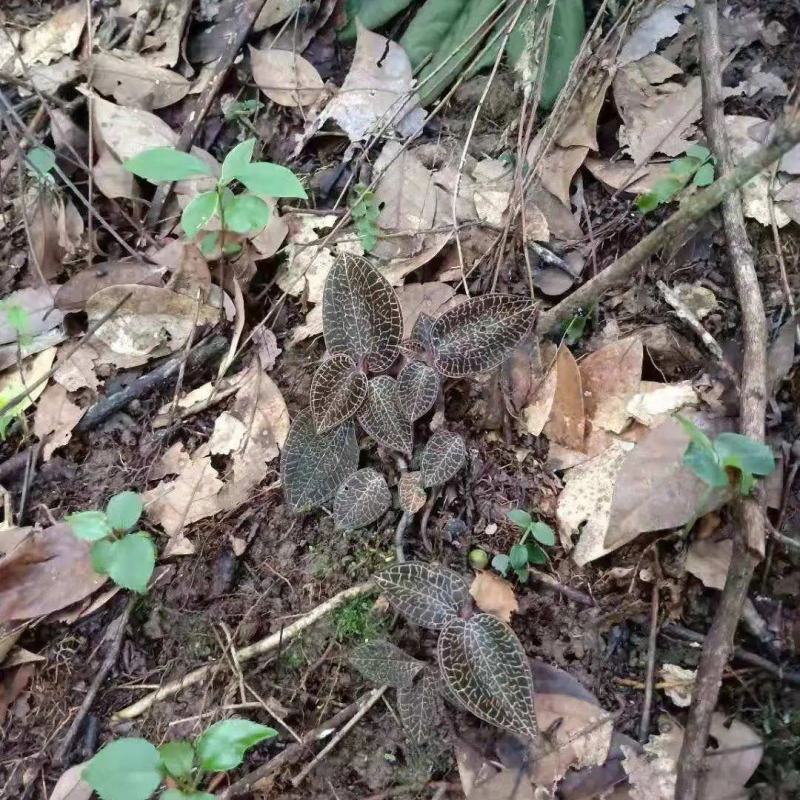 野生金线莲支持视频看货保质保量全国发货下单前联系改价