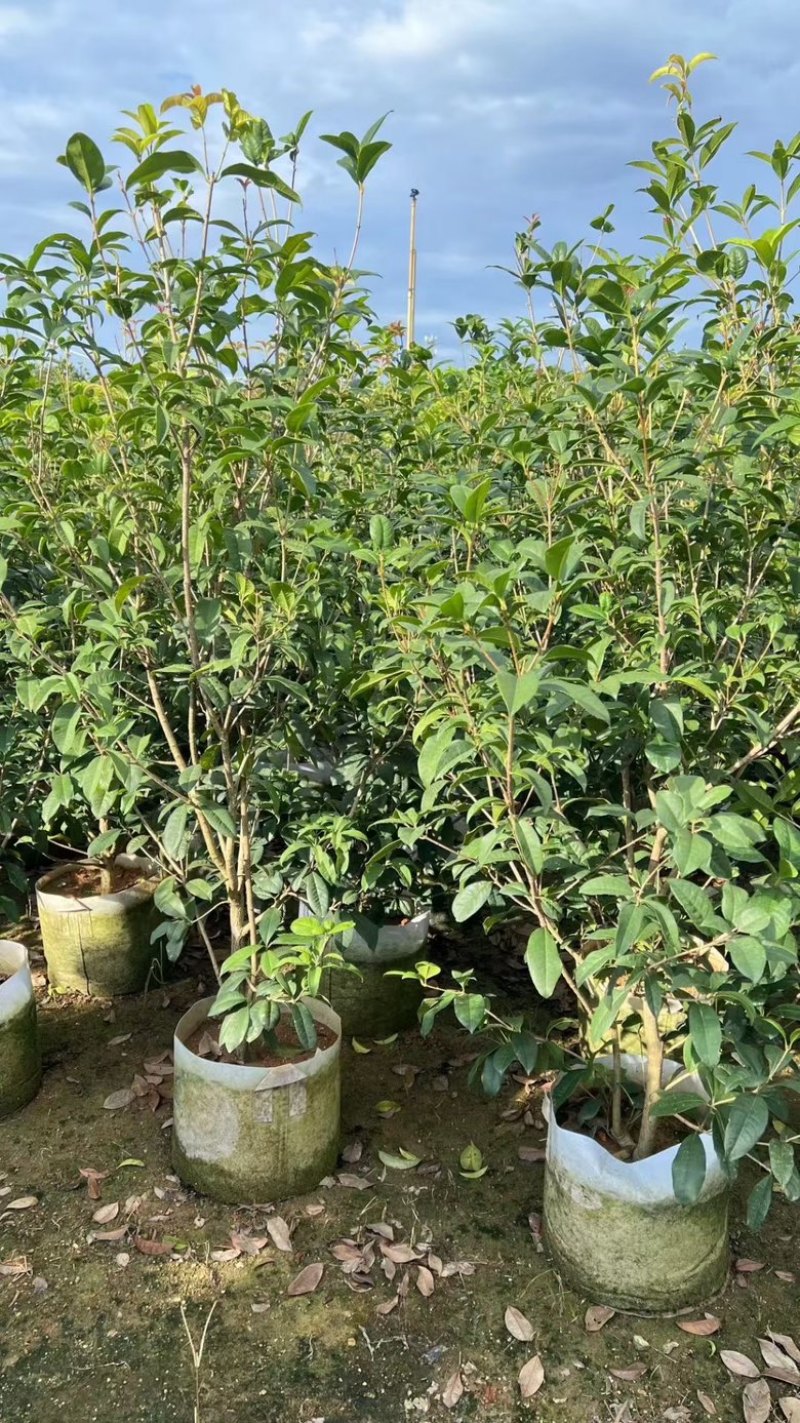 丛生四季桂花