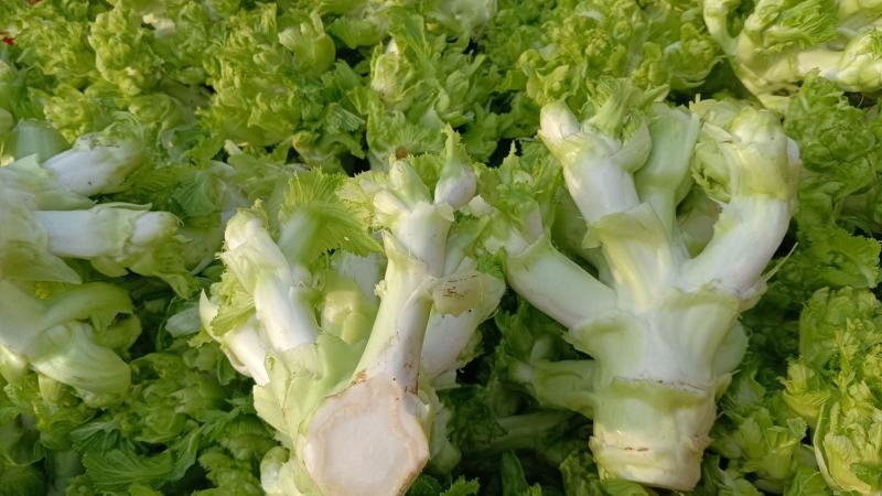 儿菜，四川儿菜，全国直发，精品儿菜