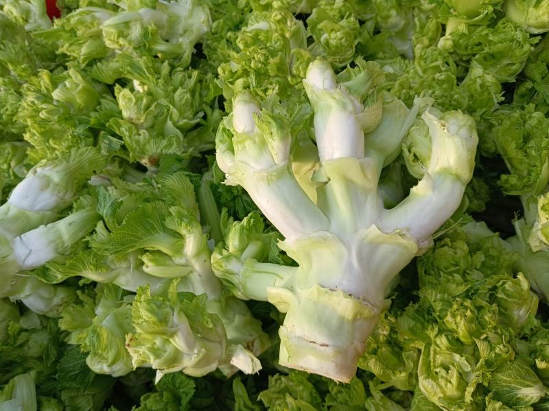 儿菜，四川儿菜，全国直发，精品儿菜