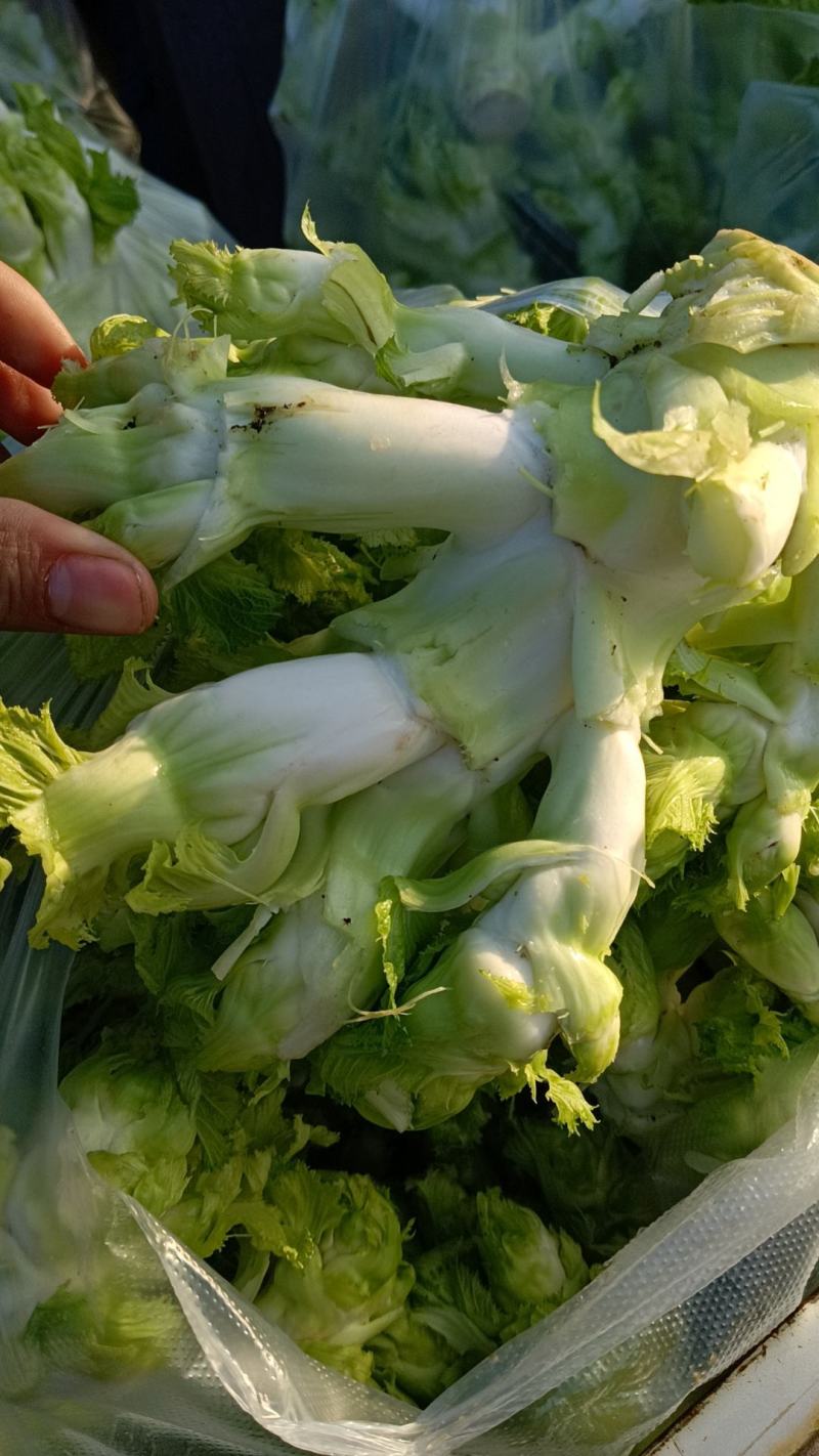 儿菜，四川儿菜，全国直发，精品儿菜